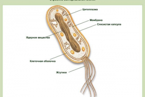 Struktura komórki bakteryjnej